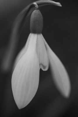 Zwart-witte voorjaarsbloem