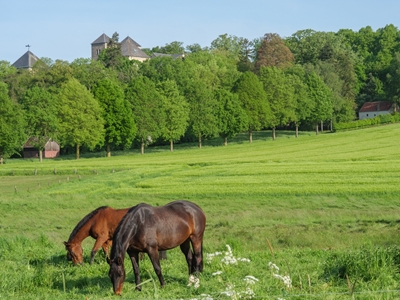 Hästar i Baumberge