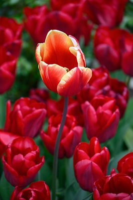 rode tulpen in het Münsterland