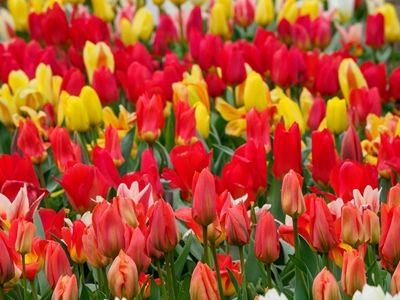 farverig tulipan pragt