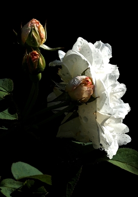 Weiße Rose mit Regentropfen