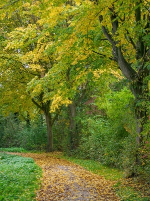 Sentiero d'autunno