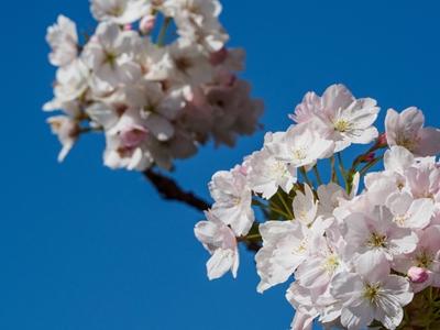 cherry blossom in westphalia