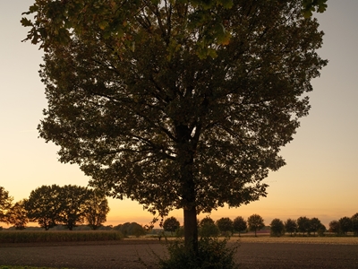 Drzewa o zachodzie słońca