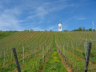vineyards near trier