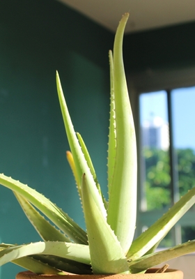 Aloe vera in salotto