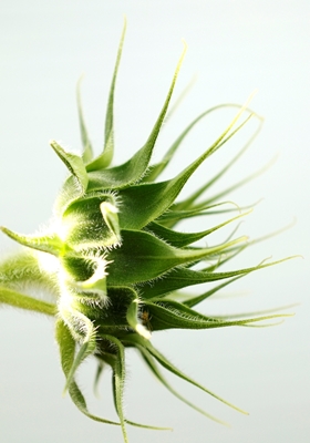Sunflower before blooming