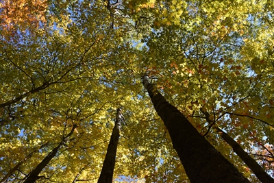 Un bosque de arces en otoño
