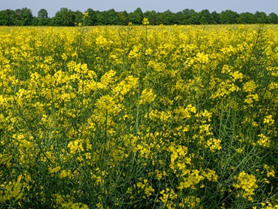 Yellow field in westphalia