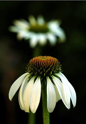 Flor-de-cone branca