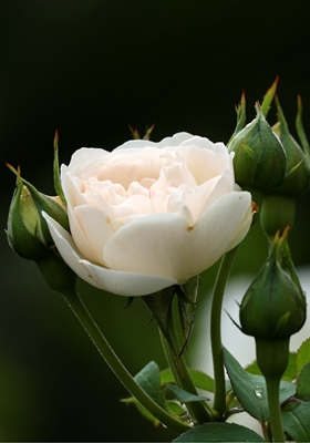 Kwiat róży z pąkami
