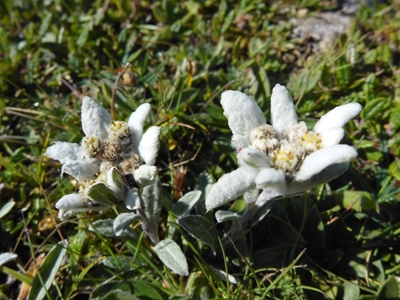 Unique: Edelweiss
