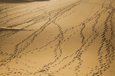 Folge mir in die Wüste 1