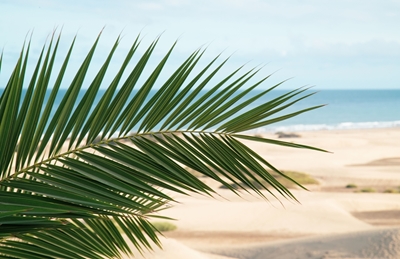 Praia de Palm Ocean Dream 2
