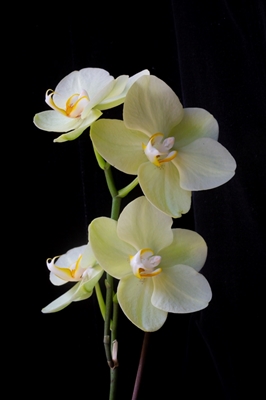 Blomstrende orkidé