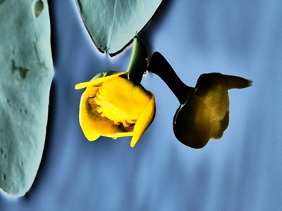 Żółta lilia wodna 