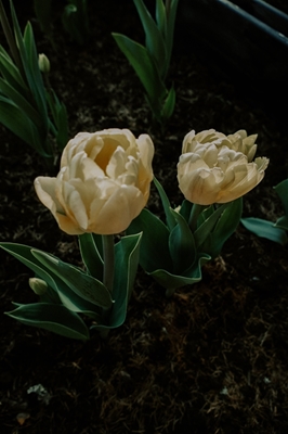 Hellgelbe Tulpen 