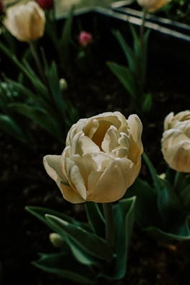 Tulipanes de color amarillo claro 