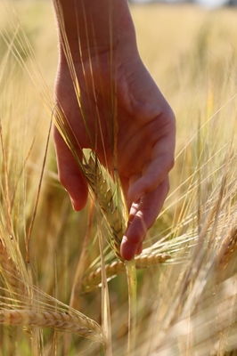 Hand on rye field