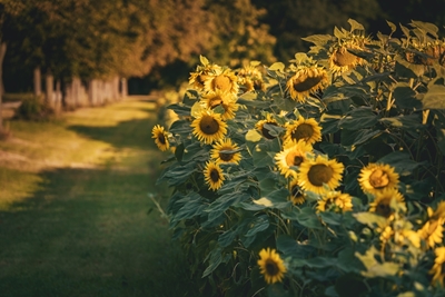 Sonnenblumen im Park