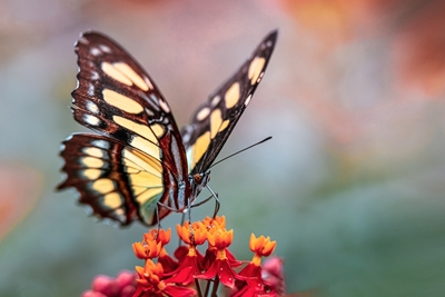 Majestätischer Malachit-Schmetterling