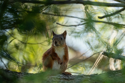 Das Eichhörnchen genießt in einem Baum