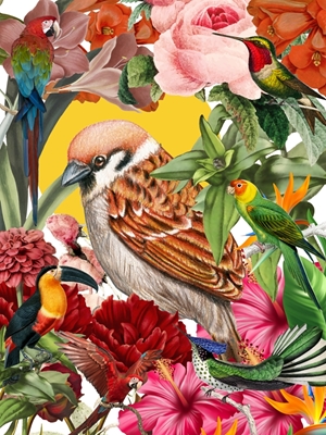 collage di uccelli tropicali