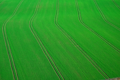 Grönt fält med traktorspår