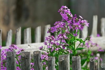 Flor púrpura contra wo blanco