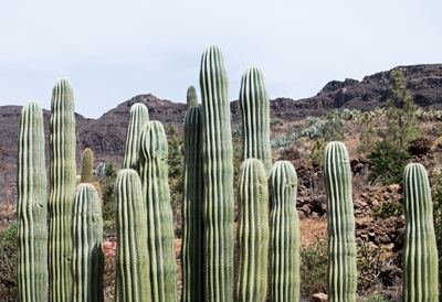 Cactus Oasis 3