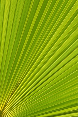 Lush green palm leaf macro