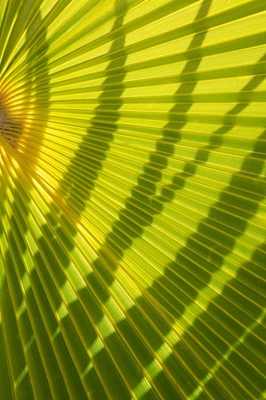 Zelený palmový list a stíny