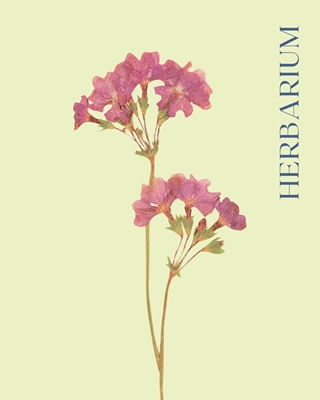 Herbarium växt