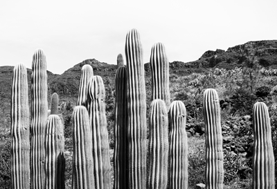 Kaktus Oasis 4