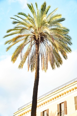 Bella Roma - Palm in Rome 1