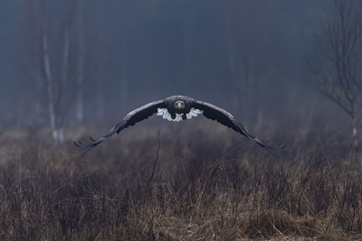 Eagle in fog
