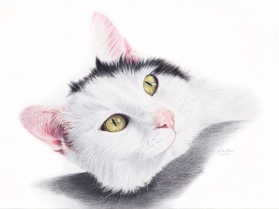 Černobílá kočka, barevná tužka