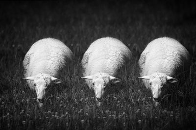 Las tres ovejitas 