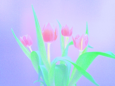 Tulips in pastel