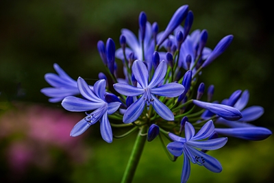 Agapanthus - Modrá lilie Afriky