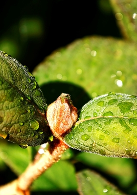 Hortensia bladeren in de regen
