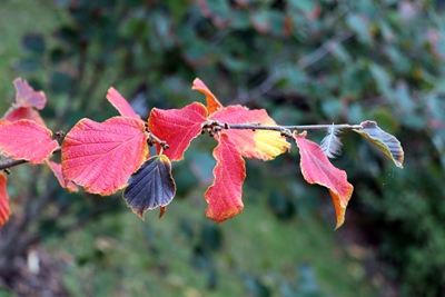 Hojas de otoño en una rama