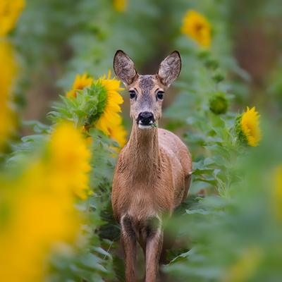 Deer in the sunflower field