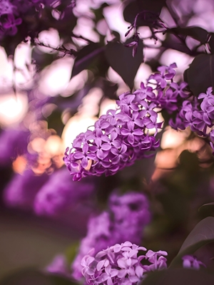 Dreamy lilacs