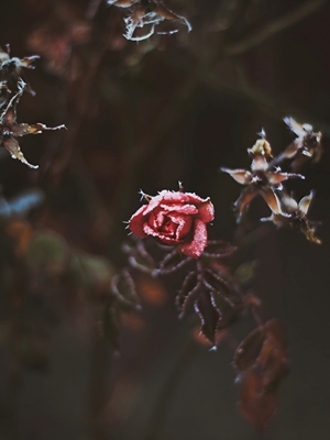Huurteinen ruusu 