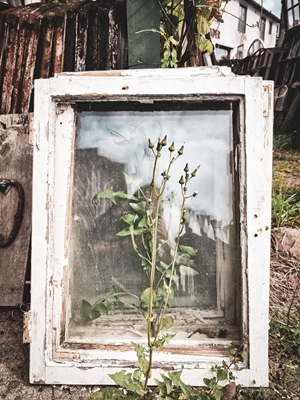 Flower framed by an old window
