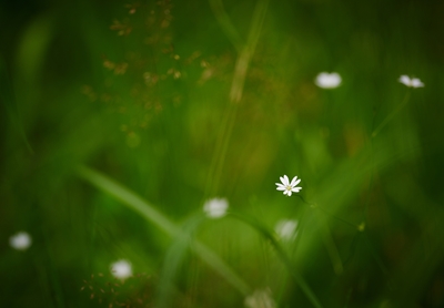 En liten vit blomma i gräset