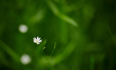 A tiny white flower