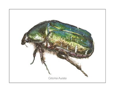 Cetonia Aurata, Beetle