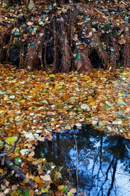 Autumn leaves cover the water